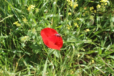 Papaver humile Fedde