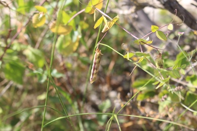Lathyrus fulvus (Sm.) Kosterin