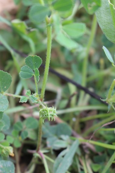 Medicago truncatula Gaertn.