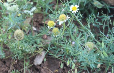 Cota palaestina Reut. ex Unger & Kotschy