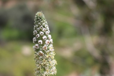Reseda alba L.