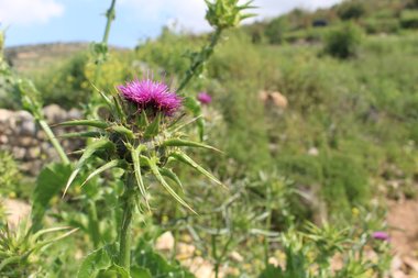 Silybum marianum (L.) Gaertn.