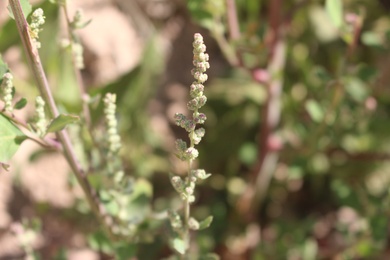 Chenopodium album L.
