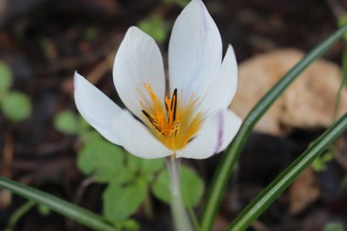 Crocus hyemalis Boiss. & Blanche