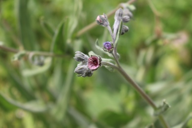 Cynoglossum creticum Mill.