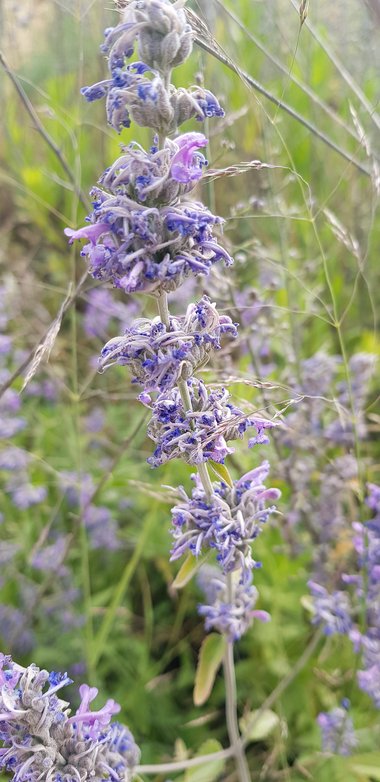 Nepeta curviflora Boiss.
