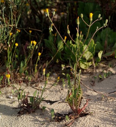 Pistacia atlantica Desf