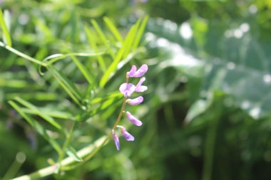 Vicia palaestina Boiss.