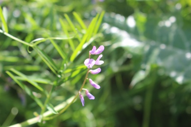 Vicia palaestina Boiss.