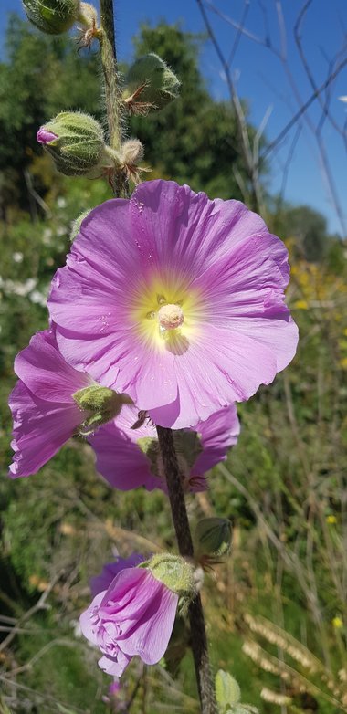 Alcea setosa Alef.