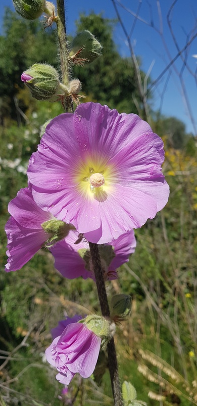 Alcea setosa Alef.