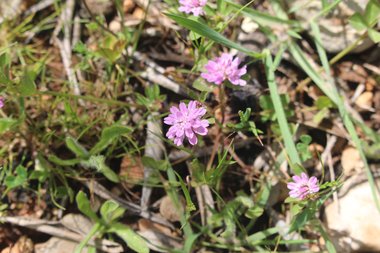 Trifolium resupinatum var. resupinatum
