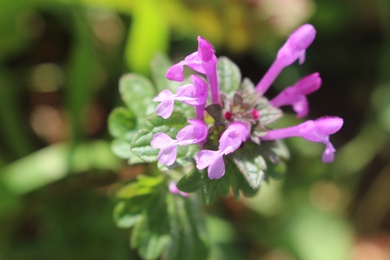 Lamium amplexicaule L.