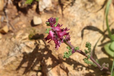 Fumaria densiflora DC.