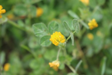 Medicago rugosa Desr.