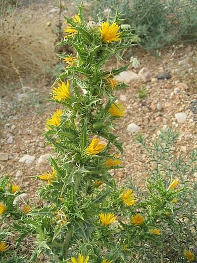 Scolymus hispanicus L.
