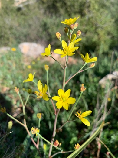 Bongardia chrysogonum (L.) Sp.