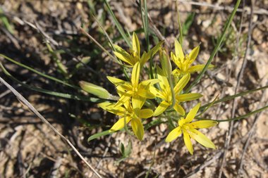 Gagea reticulata (Pall.) Schult. & Schult.f.