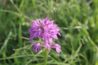 Neotinea tridentata (Scop.) R.M.Bateman