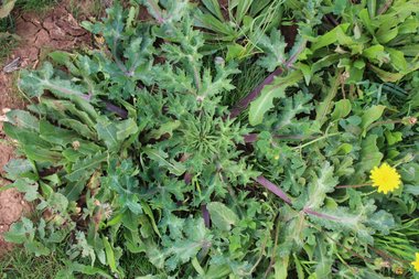 Eryngium creticum Lam.