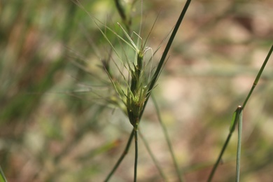 Aegilops peregrina (Hack.) Maire & Weiller