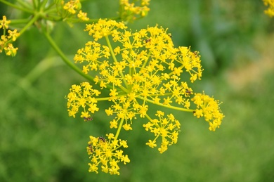 Prangos ferulacea (L.) Lindl.