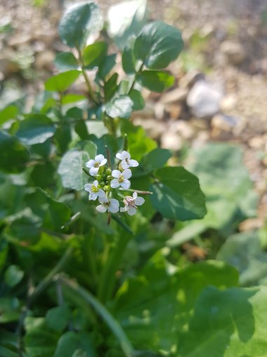 Nasturtium officinale R.Br.