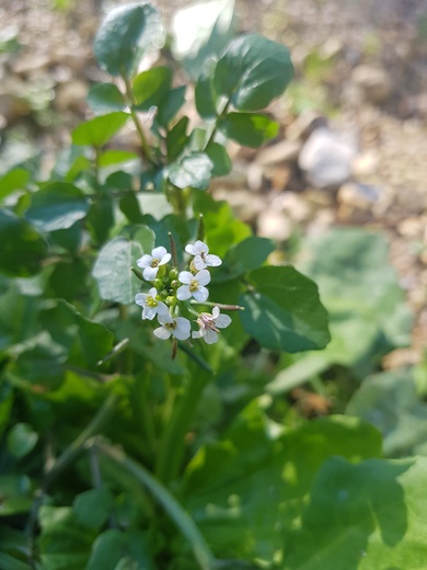 Nasturtium officinale R.Br.