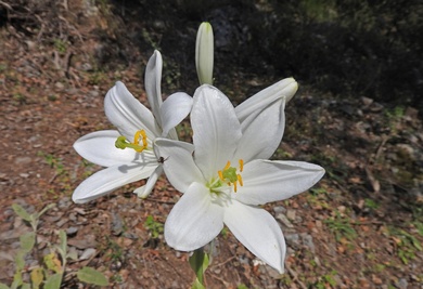 Lilium candidum L.