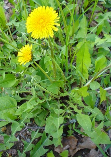 Taraxacum officinale Weber ex Wiggins