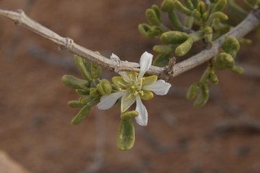 Tetraena dumosa (Boiss.) Beier & Thulin