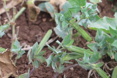 Lotus palaestinus (Boiss. & Blanche) Blatt.