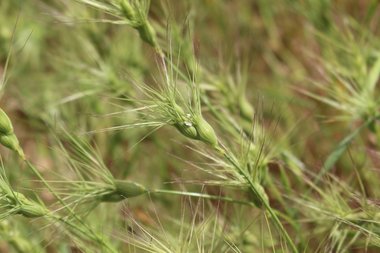 Aegilops geniculata Roth