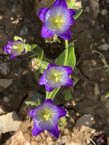 Campanula strigosa Banks & Sol.