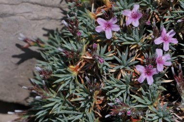 Acantholimon libanoticum Boiss.