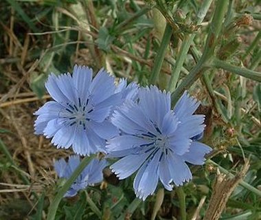 Cichorium intybus L.