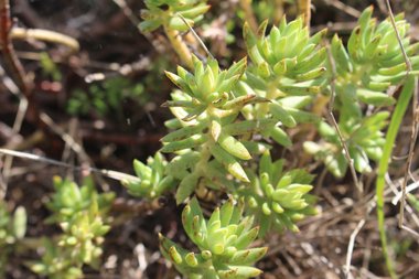Petrosedum sediforme (Jacq.) Grulich