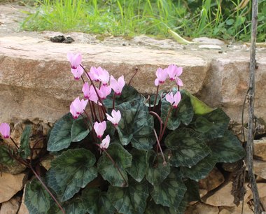 Cyclamen persicum Mill.