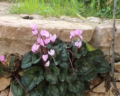 Cyclamen persicum Mill.