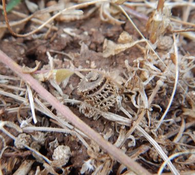 Medicago rotata Boiss.