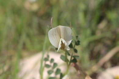 Vicia sericocarpa Fenzl