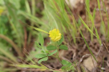 Trifolium campestre Schreb.