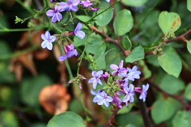 Plumbago europaea L.