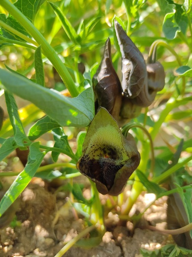 Aristolochia bottae Jaub. & Sp.