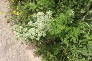 Lepidium draba L.
