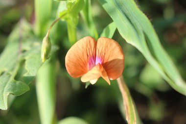 Lathyrus marmoratus Boiss. & Balansa