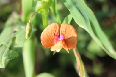 Lathyrus marmoratus Boiss. & Balansa