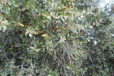 Quercus coccifera L.