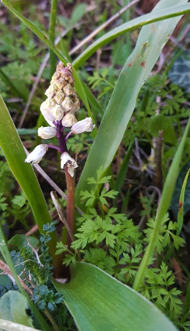 Bellevalia flexuosa Boiss.