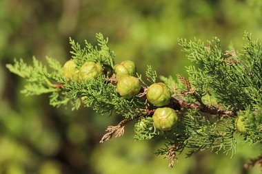 Cupressus sempervirens L.